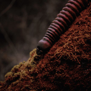 Black tentacle crawling in the woods