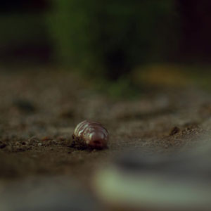 Tiny alien parasite on the ground