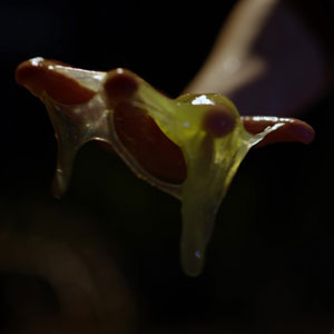 Green slime all over Kimmy